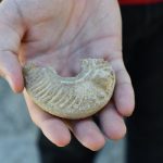 Unique 1,600-yr-old Roman oil lamp unearthed by Israeli student in Negev Desert